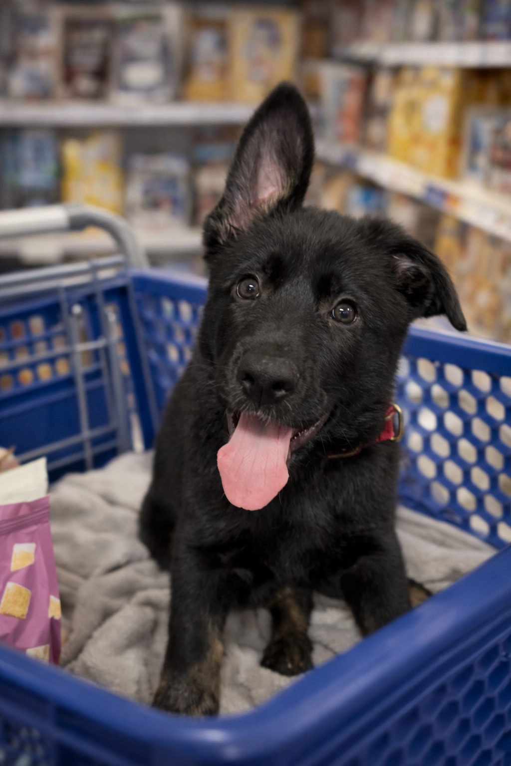 Black German Shepherd puppy sitting in a shopping cart with tongue out.