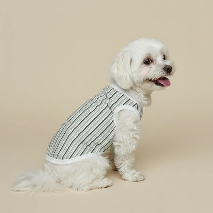 Small white dog wearing a striped sweater sitting sideways.