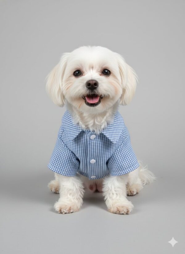 Small white dog wearing a blue button-up shirt.