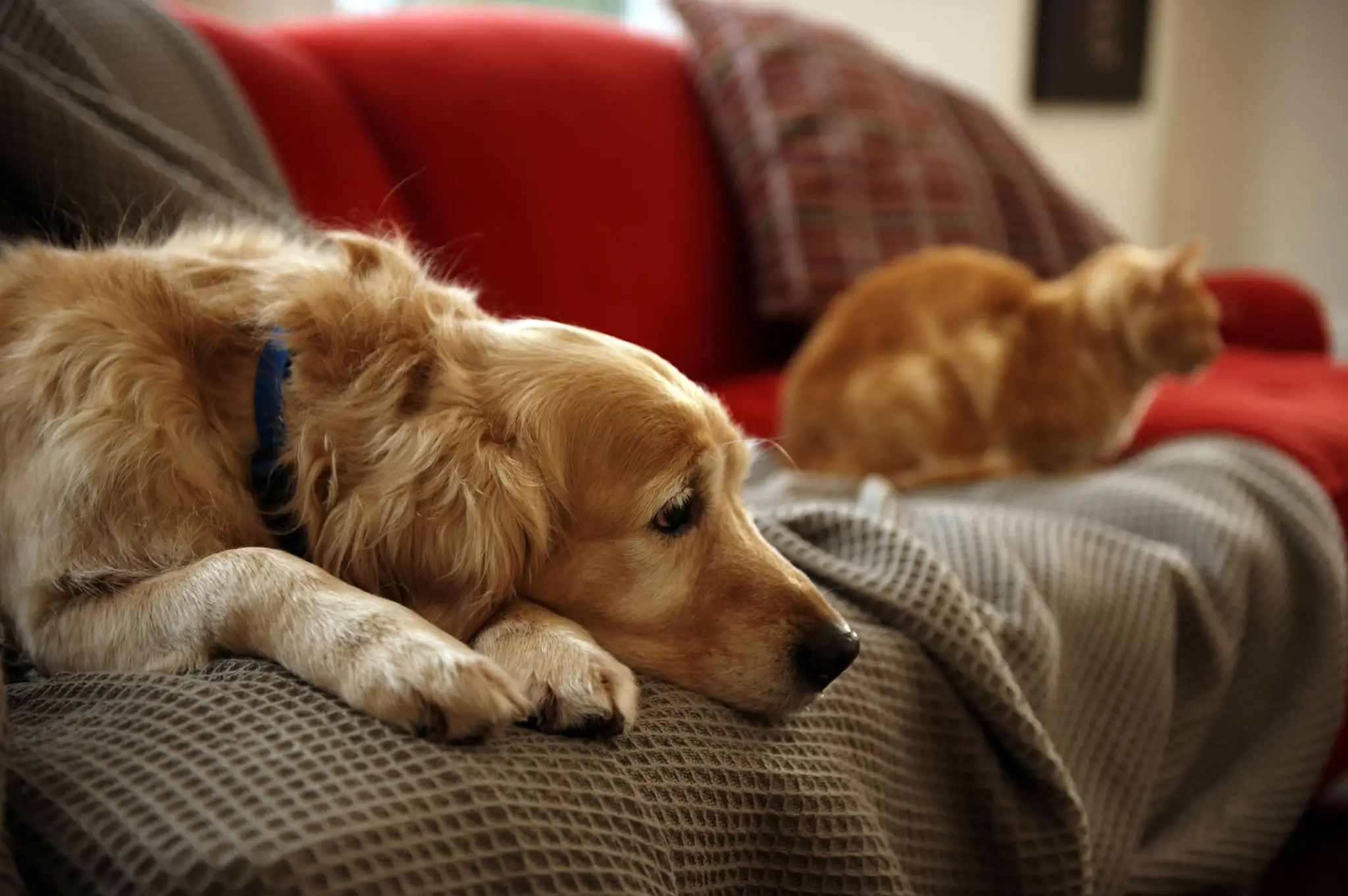 A dog and cat resting together on a blanket.